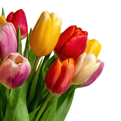 Obraz premium Colorful bouquet of tulips isolated on transparent background. Vibrant bouquet of mixed color tulips and green leaves isolated on white background.