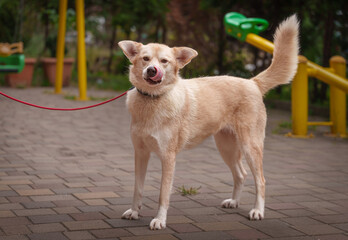 Companion Animal Portrait in Cozy Indoor Setting