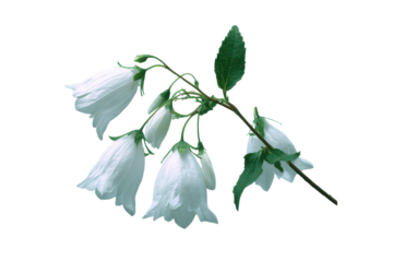 Delicate white bellflowers isolated on transparent background. White bell flowers blooming isolated on white background.