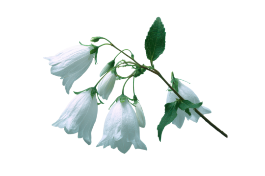 Delicate white bellflowers isolated on transparent background. White bell flowers blooming isolated on white background.