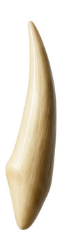 Elongated, sharp canine tooth from a baboon.