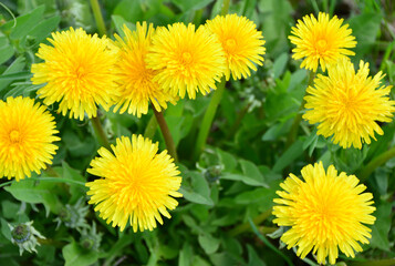 a bunch of Vibrant Yellow Dandelions in Green Grass