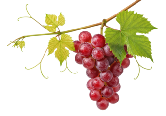 Vibrant, plump red grapes with translucent skin and dew drops, green leaves, and tendrils on a vine against a transparent studio background, ultimate freshness concept.