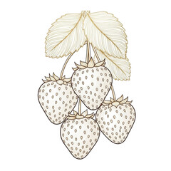 four ripe, plump white strawberries with distinct white seeds, suspended from shimmering golden line art stems and leaves against a transparent background with negative space, minimalist design
