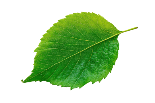 Single green leaf with intricate veins isolated on transparent background. Detailed texture of a single green leaf showing veins and surface isolated on white background.