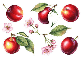 Ripe red plums, green plum leaves, soft pink cherry blossoms in delicate watercolor botanical style, isolated on transparent with copy space, natural beauty concept