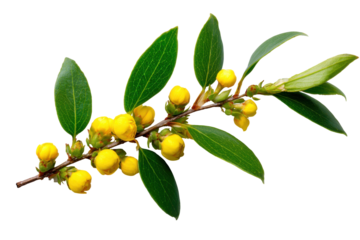 Cotoneaster branch with yellow buds and leaves isolated on transparent background. Delicate yellow flower buds and green leaves isolated on white background.