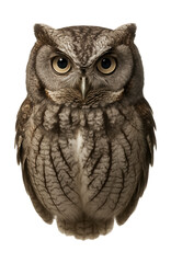 Fototapeta premium Grey-brown western screech owl featuring distinct facial disks.