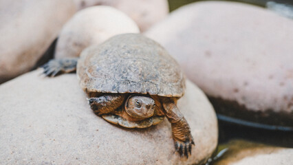 Schildkröte
