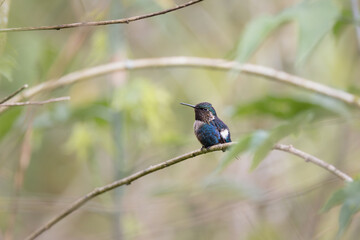 Fototapeta premium Male Gorgeted Woodstar (Chaetocercus heliodor) perched on a branch in the cloud forest of Gonzales Díaz de Pineda, Ecuador, South America — tiny iridescent hummingbird with violet gorget and white col