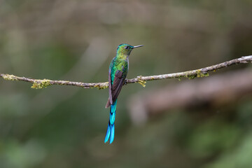Long-tailed Sylph (Aglaiocercus kingii) perched on a mossy branch in the cloud forest of Díaz de Pineda, Ecuador, South America — vibrant green and blue hummingbird in natural habitat