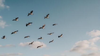 Fototapeta premium A Flock of Birds Soaring Gracefully Through a Clear Blue Sky.