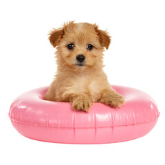 Adorable Puppy sitting on Pink Inflatable Ring Isolated