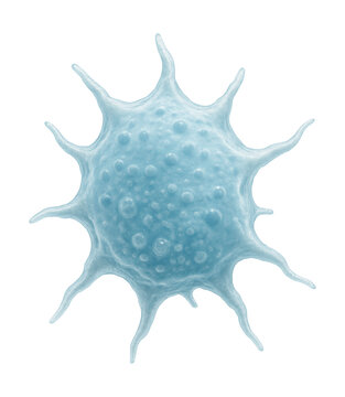 Irregularly shaped thrombocyte with light blue cytoplasm.