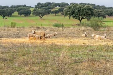 Winter Maternity: Merino Sheep Surrounded by Newborn Lambs in Golden Forage.