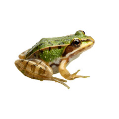 Exquisite Frog on Leaf with Transparent Background Isolated