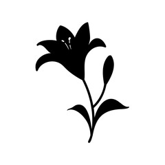 Elegant minimalist silhouette of a blooming lily flower with closed bud