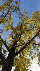 Ginkgo Tree Fall Leaves 