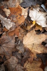 autumn leaves on the ground