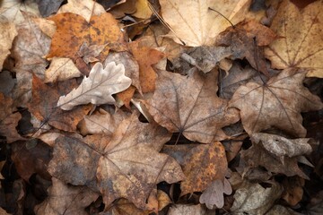autumn leaves in the forest