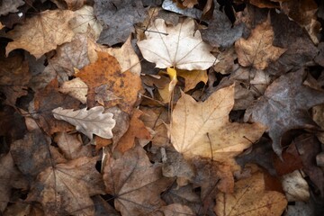 autumn leaves on the ground