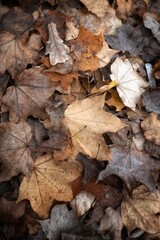fallen autumn leaves