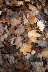 autumn leaves background