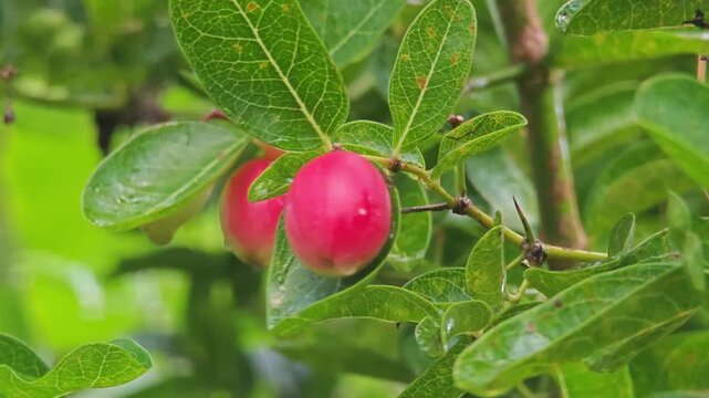 Super fruit (Carissa carandas Linn.) on tree.