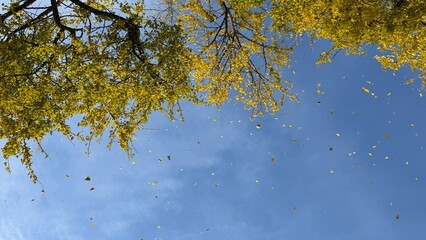 Ginkgo Tree Fall Leaves 
