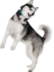 Energetic husky jumping on transparent background wearing blue collar. Concept of active lifestyle, playfulness, motion in domestic pet photography, sports, and creative advertising visuals. © Lustre Art Group 