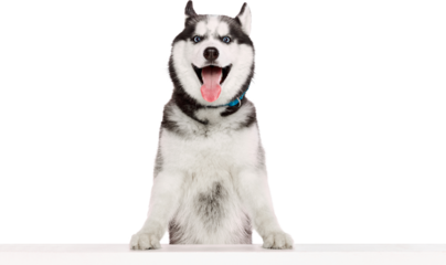 Happy husky standing with front paws on white table smiling and looking forward. Concept of curiosity, joyful domestic pet behavior for ads, pet care, and design visuals. Transparent background