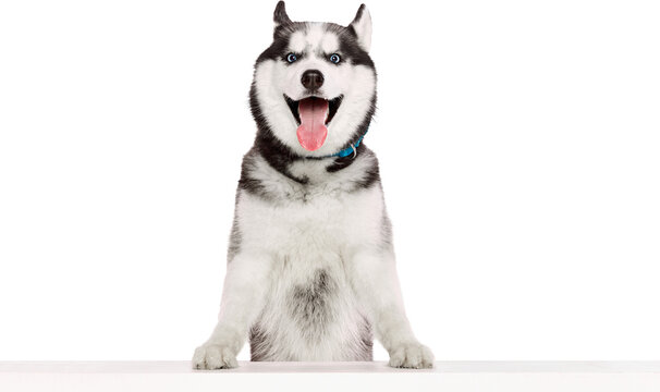 Happy husky standing with front paws on white table smiling and looking forward. Concept of curiosity, joyful domestic pet behavior for ads, pet care, and design visuals. Transparent background