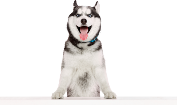 Happy husky standing with front paws on white table smiling and looking forward. Concept of curiosity, joyful domestic pet behavior for ads, pet care, and design visuals. Transparent background