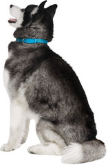 Husky dog sitting side view with head turned up wearing blue collar isolated on transparent background. Concept of elegance, confidence, loyalty, composure in domestic pet and design visuals.