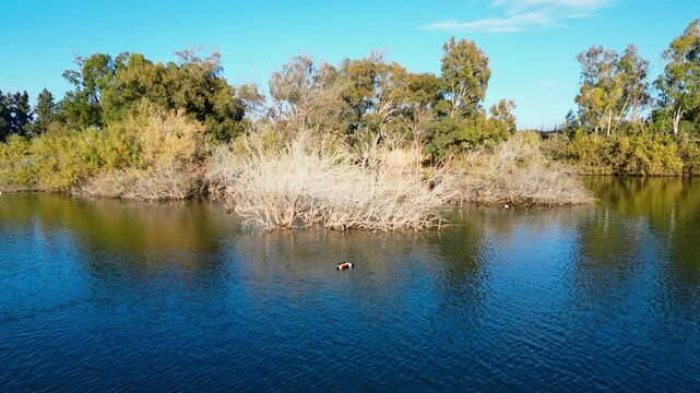 Peaceful lake view with ducks swimming on calm blue water surrounded by trees on a sunny day. Perfect for nature, wildlife, or relaxation themes.