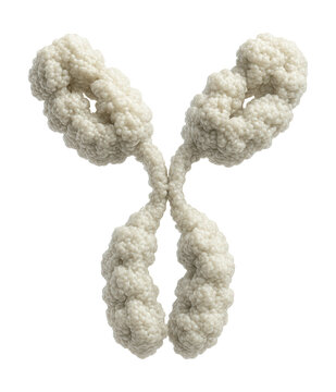 Bifunctional IgG antibody featuring dual antigen-binding sites and a hinge region.