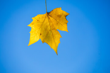Bright yellow autumn maple leaf hanging against vivid blue sky background. Minimalist seasonal nature scene perfect for fall and change concepts.