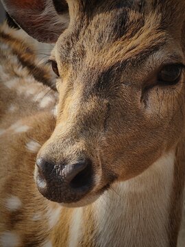 Detailed close-up of deer face with soft natural wildlife.