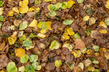 Autumn carpet of yellow, brown and green leaves. Texture, close-up, pattern, forest, floor, seasonal, colors, nature, outdoor, botanic, rustic, ground, season, color, grass, garden, detail