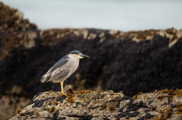 Black-crowned night heron perched on rocks in Falkland Islands