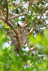 South American great horned owl perched in tree