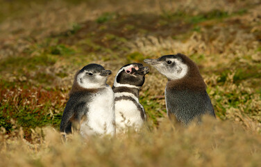 Magellanic penguin family with adult and juvenile chicks in grass