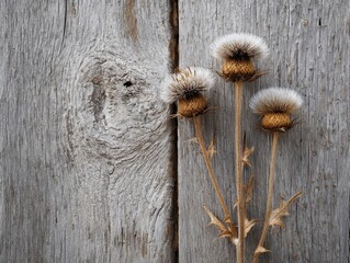 Vertical rustic arrangement of three dried thistle flowers with long stems and feathery seed heads, artfully placed against a weathered wooden background with prominent grain.