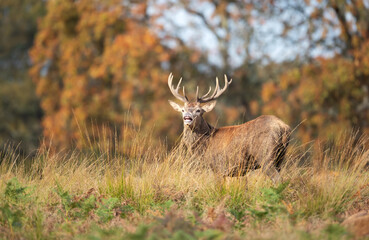 Young red deer stag in autumn meadow