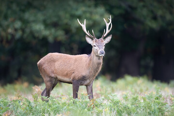 Young red deer stag standing alert among green ferns in a forest