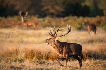 Majestic red deer stag calling during the rut in autumn