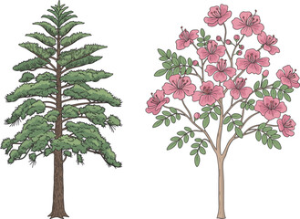 Coniferous pine tree and flowering cherry tree side by side, botanical comparison, seasonal foliage, nature diversity, spring bloom, forest flora, educational illustration, landscape design reference