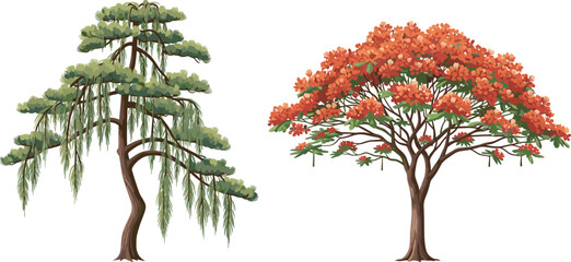 Weeping willow tree, flame tree illustration, botanical contrast, vibrant foliage, orange flowers, cascading branches, tropical garden, nature diversity, landscape design, educational art, exotic 