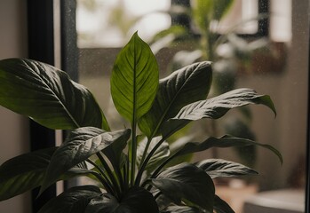 Indoor Spathyphyllum plant detail in soft ambient light with water droplets.