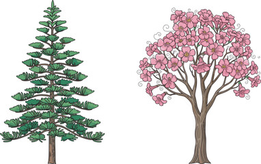 Coniferous pine tree and cherry blossom in spring, botanical contrast, evergreen and flowering species, nature diversity, forest flora, seasonal trees, educational illustration, landscape design 